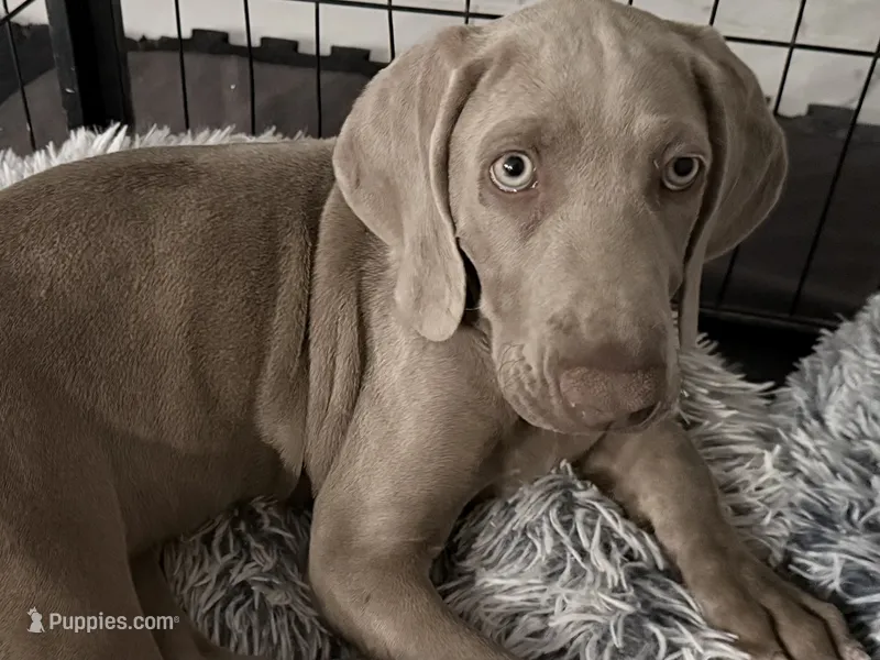 Blue – Weimaraner puppy for sale in Las Vegas, NV