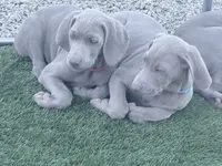 Red, a female Weimaraner for sale in Las Vegas, NV – 2 of 2
