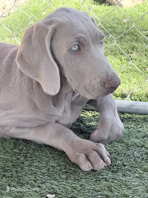 Purple – Weimaraner puppy for sale in Las Vegas, NV
