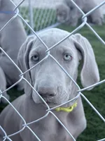 Yelllow, a female Weimaraner for sale in Las Vegas, NV – 3 of 5
