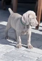 Green, a male Weimaraner for sale in Las Vegas, NV – 4 of 5