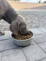 Blue, a female Weimaraner for sale in Las Vegas, NV – 2 of 2