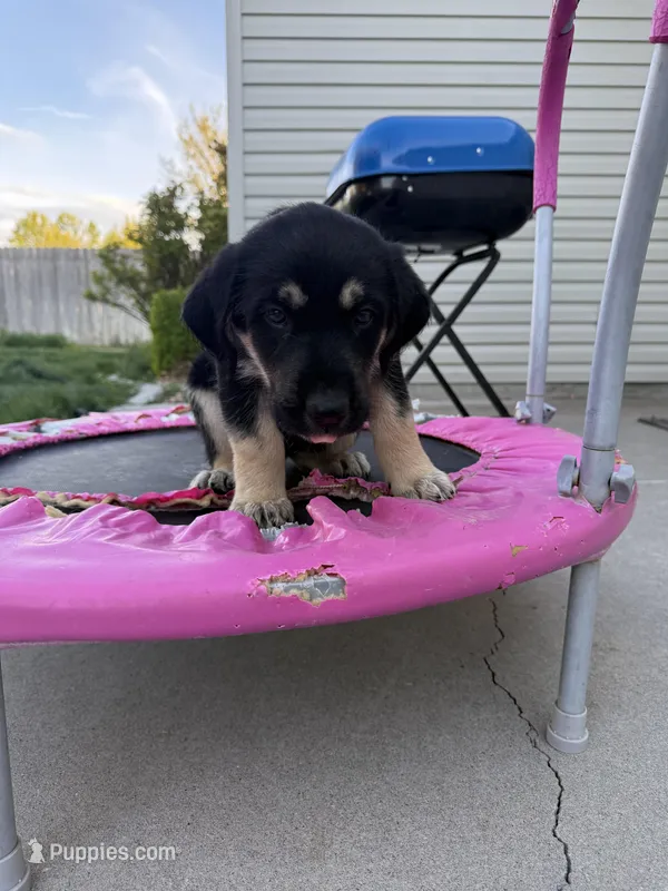 No name – Border Collie, German Shepherd Dog puppy for sale in Twin Falls, ID