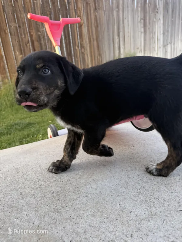No name – Border Collie, German Shepherd Dog puppy for sale in Twin Falls, ID
