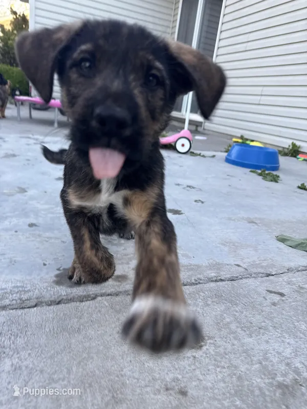 No name – Border Collie, German Shepherd Dog puppy for sale in Twin Falls, ID