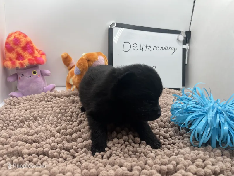 Black male (pixie mom) – Pomeranian puppy for sale in Columbus, MS