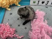 Blue Merle female (Pixie mom), a female Pomeranian for sale in Columbus, MS – 3 of 5