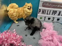 Blue Merle female (Pixie mom), a female Pomeranian for sale in Columbus, MS – 5 of 5