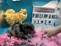 Blue Merle female (Pixie mom), a female Pomeranian for sale in Columbus, MS – 6 of 7