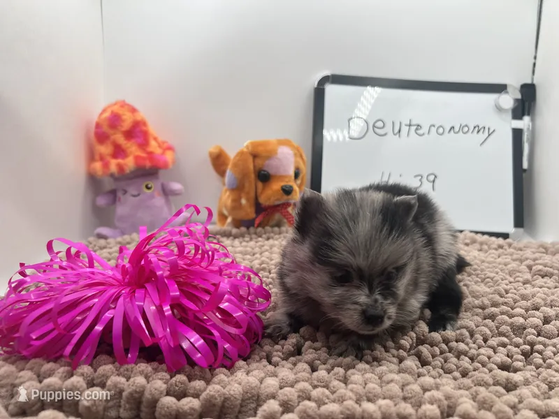 Blue Merle female (Pixie mom) – Pomeranian puppy for sale in Columbus, MS