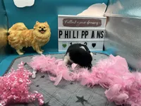Black and white female (Pixie mom), a female Pomeranian for sale in Columbus, MS – 9 of 9