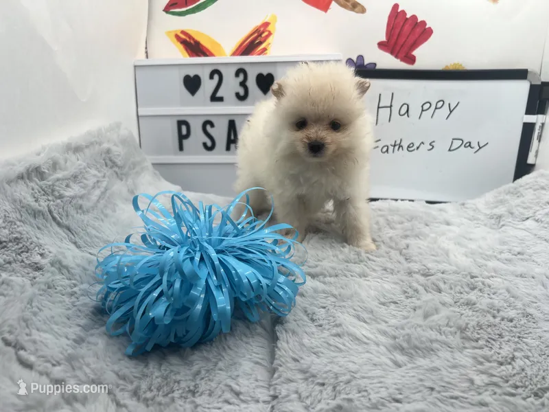 White male (Misty mom) – Pomeranian puppy for sale in Columbus, MS