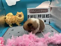 Tri female (Cinderella mom), a female Pomeranian for sale in Columbus, MS – 2 of 7