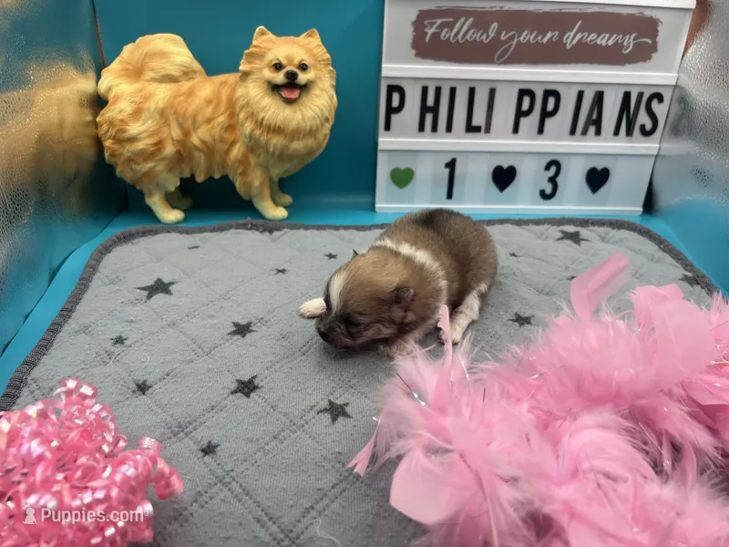 Parti female (Jewel mom) – Pomeranian puppy for sale in Columbus, MS