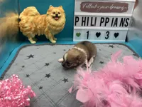 Parti female (Jewel mom), a female Pomeranian for sale in Columbus, MS – 1 of 8