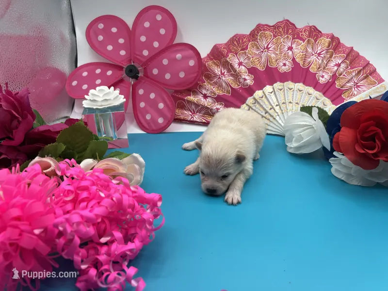Cream/white female (Willow mom) – Pomeranian puppy for sale in Columbus, MS