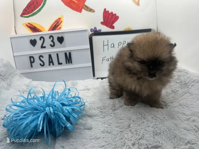 Chocolate and blue Merle male (tixie mom) – Pomeranian puppy for sale in Columbus, MS
