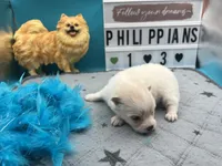 White male (Jewel mom), a male Pomeranian for sale in Columbus, MS – 5 of 5