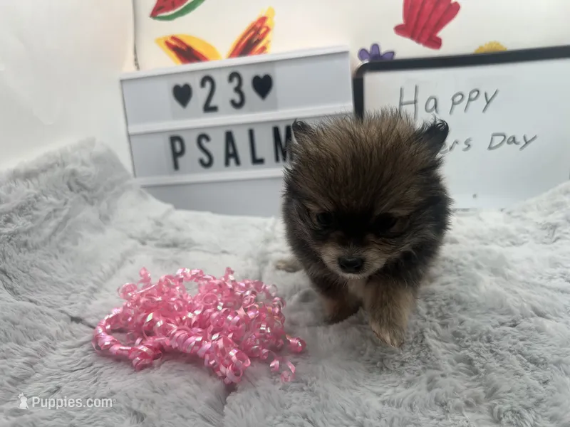Sable white black female (Hollie mom) – Pomeranian puppy for sale in Columbus, MS