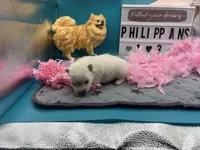 White female (Misty mom), a female Pomeranian for sale in Columbus, MS – 1 of 6