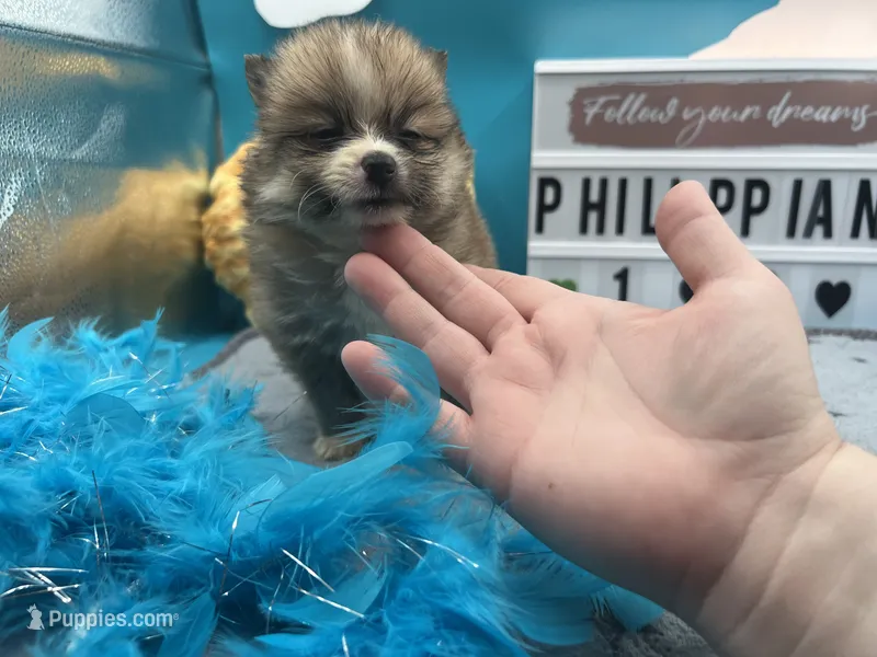 Brown male (Cinderella mom) – Pomeranian puppy for sale in Columbus, MS