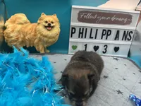 Sable and tan male (Hollie mom), a male Pomeranian for sale in Columbus, MS – 3 of 5