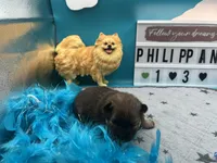 Chocolate and blue Merle male (tixie mom), a male Pomeranian for sale in Columbus, MS – 6 of 7