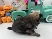 Dark sable female (Mistletoe mom), a female Pomeranian for sale in Columbus, MS – 2 of 10