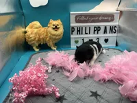 Black and white female (Pixie mom), a female Pomeranian for sale in Columbus, MS – 8 of 9