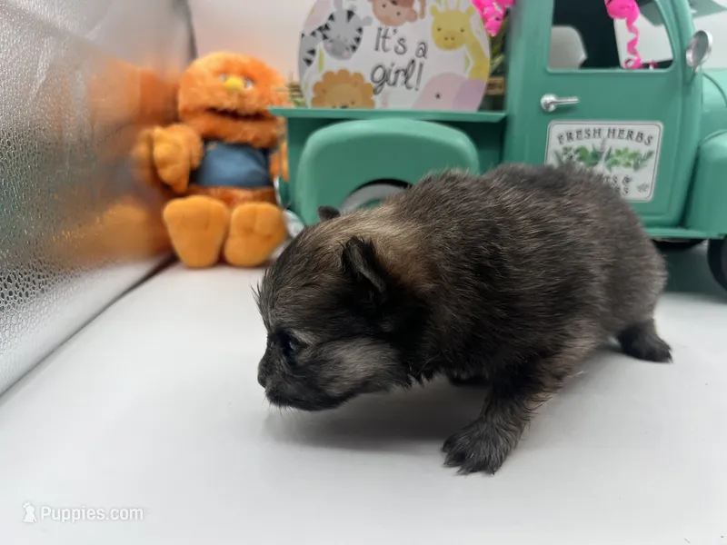 Dark sable female (Mistletoe mom) – Pomeranian puppy for sale in Columbus, MS