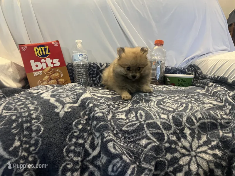 Sable male (mistletoe mom) – Pomeranian puppy for sale in Columbus, MS