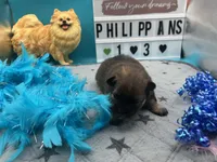 Chocolate and blue Merle male (tixie mom), a male Pomeranian for sale in Columbus, MS – 3 of 7