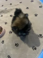 Fluffy , a male Pomeranian for sale in Columbus, MS – 8 of 10