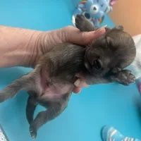 Mistletoe’s Light sable male , a male Pomeranian for sale in Columbus, MS – Photo 2 of 9