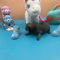 Mistletoe’s Light sable male , a male Pomeranian for sale in Columbus, MS – Photo 7 of 9