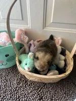 Mistletoe’s Light sable male , a male Pomeranian for sale in Columbus, MS – Photo 1 of 10