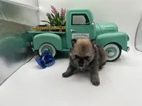 Mistletoe’s Light sable male , a male Pomeranian for sale in Columbus, MS – Photo 8 of 10