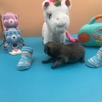 Mistletoe’s Light sable male , a male Pomeranian for sale in Columbus, MS – Photo 6 of 9