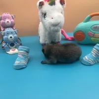 Mistletoe’s Light sable male , a male Pomeranian for sale in Columbus, MS – Photo 9 of 9