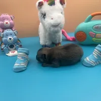 Mistletoe’s Light sable male , a male Pomeranian for sale in Columbus, MS – Photo 5 of 9