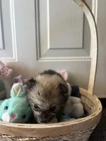 Mistletoe’s Light sable male , a male Pomeranian for sale in Columbus, MS – Photo 10 of 10