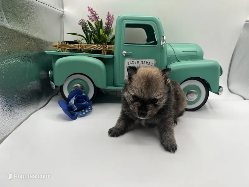 Mistletoe’s Light sable male  – Pomeranian puppy for sale in Columbus, MS