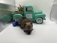 Mistletoe’s Light sable male , a male Pomeranian for sale in Columbus, MS – Photo 7 of 10