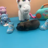 Mistletoe’s Light sable male , a male Pomeranian for sale in Columbus, MS – Photo 4 of 9