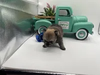 Mistletoe’s Light sable male , a male Pomeranian for sale in Columbus, MS – Photo 6 of 10