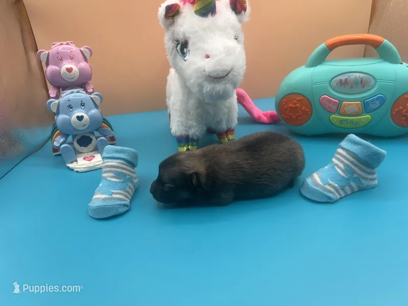 Mistletoe’s Light sable male  – Pomeranian puppy for sale in Columbus, MS