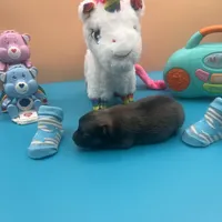 Mistletoe’s Light sable male , a male Pomeranian for sale in Columbus, MS – Photo 3 of 9