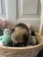 Mistletoe’s Light sable male , a male Pomeranian for sale in Columbus, MS – Photo 9 of 10