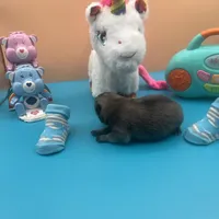 Mistletoe’s Light sable male , a male Pomeranian for sale in Columbus, MS – Photo 8 of 9