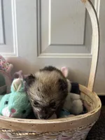 Mistletoe’s Light sable male , a male Pomeranian for sale in Columbus, MS – Photo 2 of 10